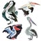 Watercolor set of birds Pelican