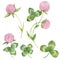 Watercolor set of clover flowers and leaves.Botanical drawing of the meadow pink clover. Trefoil illustration isolated on the