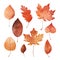 Watercolor Set of fall leaves, maple leaf, acorn, berries, spruce branch. Forest design elements. Hello Autumn illustrations.