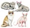 Watercolor set with four different breeds of cats