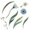 Watercolor set of illustration of a blue chamomile with a green stem and leaves, fluffy flying plants. White background