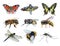 Watercolor set of insect animals wasp, moth, mosquito, Machaon, fly, dragonfly, bumblebee, bee, butterfly isolated