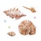Watercolor set ocean, sea: different shells, pearls