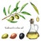 Watercolor set with olive. Hand painted illustration with olive berries, bottle with olive oil and tree branches with