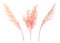 Watercolor set with pink branches. Abstract collection with dried pampas grass and palm leaves. Interior decoration in