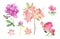 Watercolor set of pink flowers on white isolated background