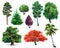 Watercolor set of plants oak, bush, Japanese maple, willow, palm, spruce, Pine, isolated