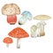 watercolor set of poisonous mushrooms, realistic drawings of mushrooms for publications