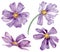 Watercolor set of purple summer flowers. Hand-drawn floral clipart isolated on the white background