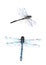 Watercolor set of realistic dragonflies. Isolated illustrations of insects