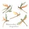 Watercolor set of realistic dragonflies. Isolated illustrations of insects