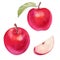 Watercolor set red apple with half and slices on white background. Handrawing illustration