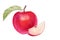 Watercolor set red apple with half and slices on white background. Handrawing illustration