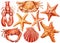 Watercolor set of seashells, crab, starfish on an isolated white background, hand drawing, marine clipart