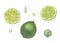 Watercolor set of slices and whole limes, drops, ice cube isolated on white background. Botanical illustration of mojito