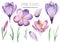 Watercolor set with spring crocus flowers and leaves