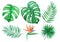 Watercolor set of Tropical leaves isolated elements on white background. Hand drawn illustration. Monstera leaf, strelitzia, palm