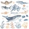 Watercolor set with underwater creatures, animals, whale, octopus, dolphin, shark, fish, algae, corals, sea turtle for invitations