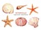 Watercolor set of underwater life objects - various tropical seashells,  starfish and sea urchin.