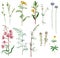 Watercolor set of various meadow plants and flowers. Realistic hand painting.