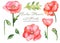 Watercolor set with wildflowers poppies, leaves, flowers. Flower botanical set on a white background.