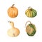 Watercolor set of yellow and green pumpkins isolated on white