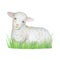 Watercolor sheep and green grass.