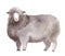 Watercolor sheep, hand drawn cute illustration. Creative farm animals.