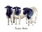 Watercolor sheep on the white background. hand drawn cute illustration. Creative farm animals. Background for Muslim Community, Fe