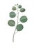 Watercolor silver dollar eucalyptus branch