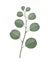 Watercolor silver dollar eucalyptus branch