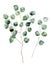 Watercolor silver dollar eucalyptus with round leaves and branches.