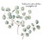 Watercolor silver dollar eucalyptus set. Hand painted floral illustration with round leaves and branches isolated on