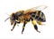 Watercolor single bee insect animal isolated