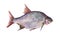 Watercolor single bream fish animal isolated
