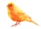 Watercolor single canary animal isolated