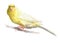 Watercolor single canary animal isolated