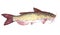 Watercolor single Catfish fish animal isolated