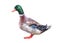 Watercolor single duck animal