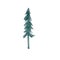 Watercolor single forest Spruce. Christmas tree