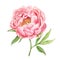 Watercolor single gentle peach peony isolated. Pink garden flower in realistic botanical style