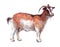 Watercolor single goat animal isolated