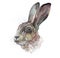 Watercolor single hare animal isolated