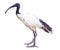 Watercolor single ibis animal isolated