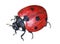 Watercolor single ladybug insect animal