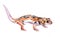 Watercolor single lizard animal isolated