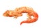 Watercolor single lizard animal isolated