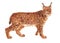 Watercolor single lynx animal isolated