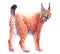 Watercolor single lynx animal isolated