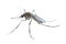 Watercolor single mosquito insect animal